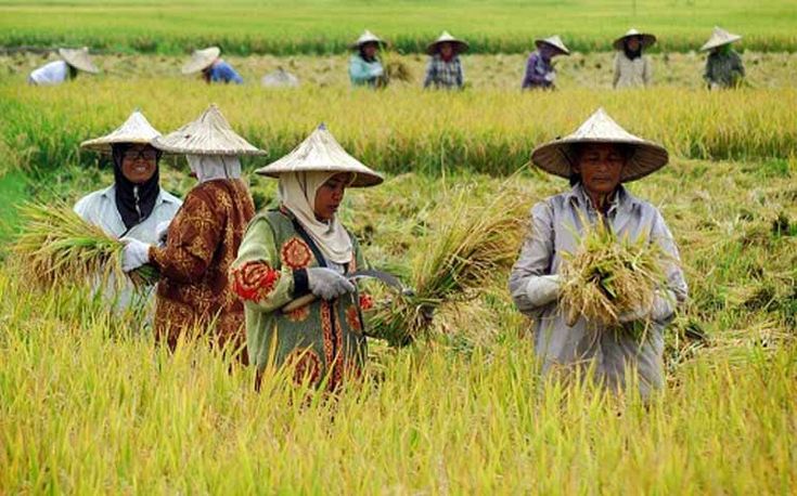 Petani Indonesia Terancam Punah? Generasi Muda, Ayo Bertani! 3 cara mudah Bertani.