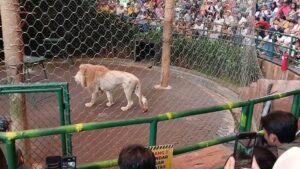 Shock! Taman Safari Tersandung Isu Eksploitasi, Kementerian HAM Lakukan Investigasi
